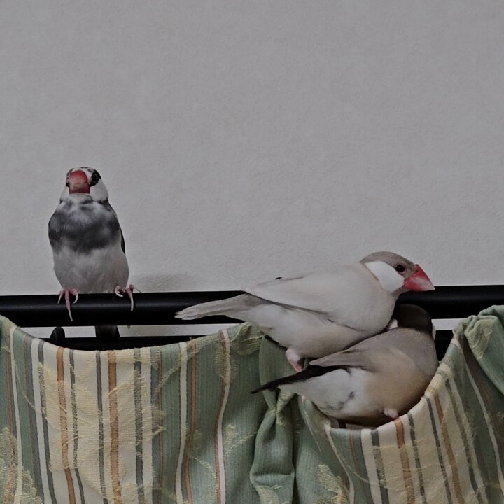 花鳥39 特別価格】幸せを呼ぶ「極楽鳥花」（ロングサイズ）