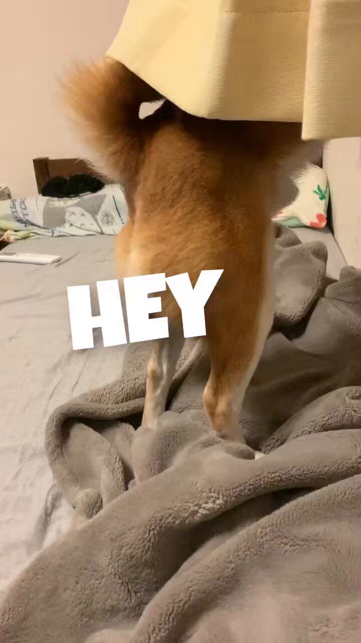 キングこま犬様☆専用  後半ページ 柴犬こむぎとボクの三浦半島のあるじ on X: 