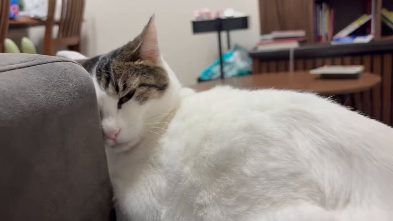 ねこぜ♡ maxresdefault.jpg?sqp=-