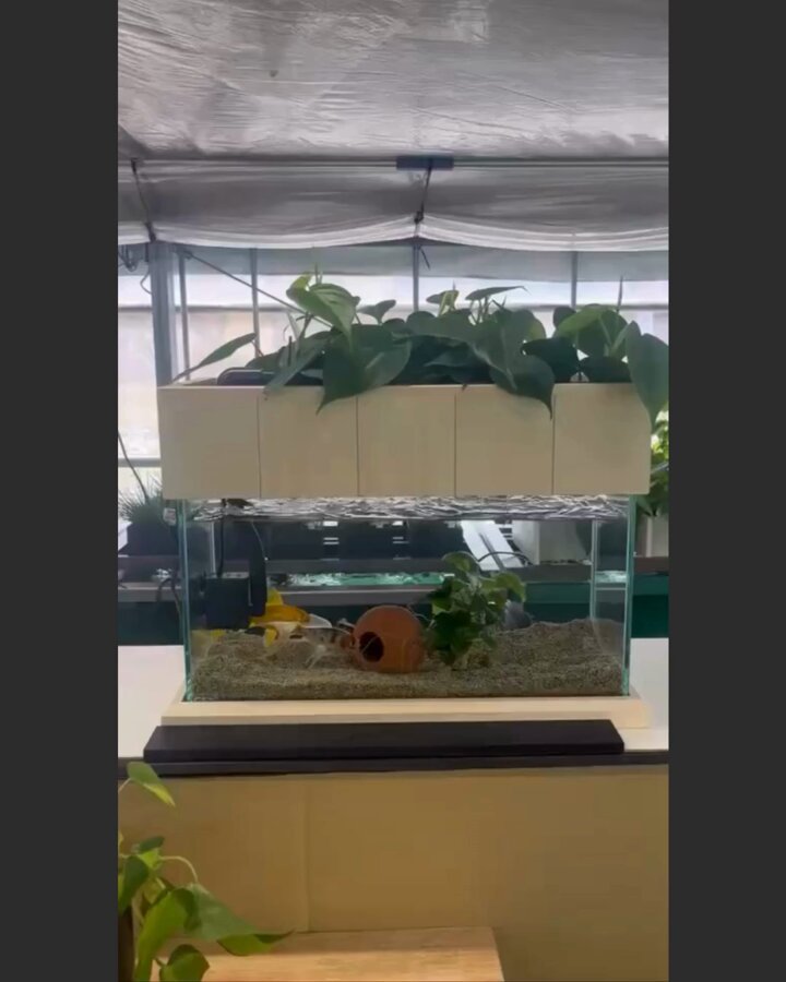 西条庭園 せせらぎビオトープセット45㎝型 楽天市場】【TVで紹介されました】 水換え不要 水槽セット