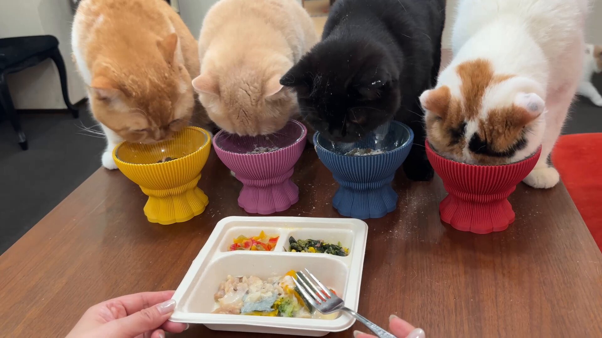 ネコ太郎さま専用 猫太郎.com