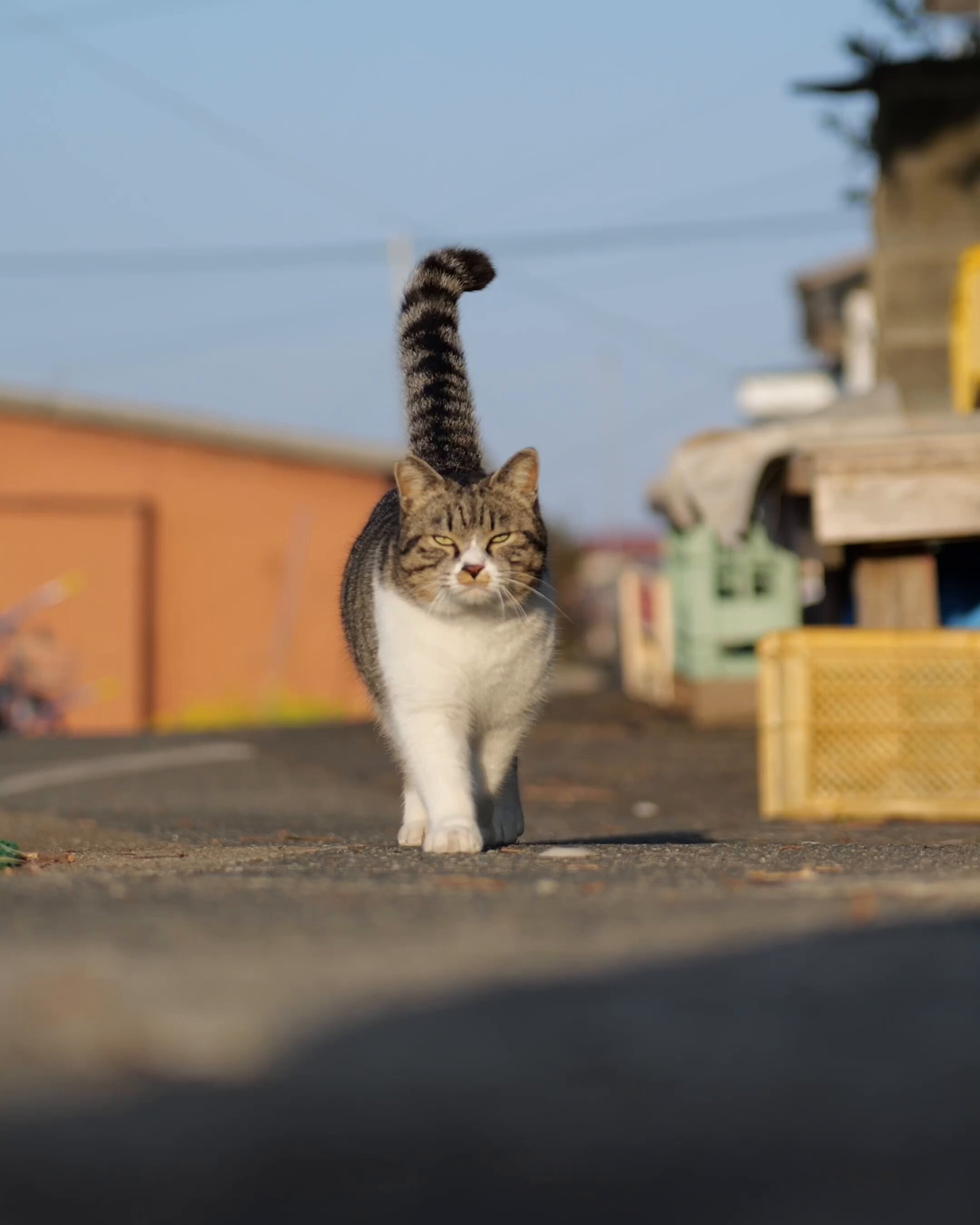 simabossneko 写真集「島にゃんこ」発売中 (@simabossneko) / X