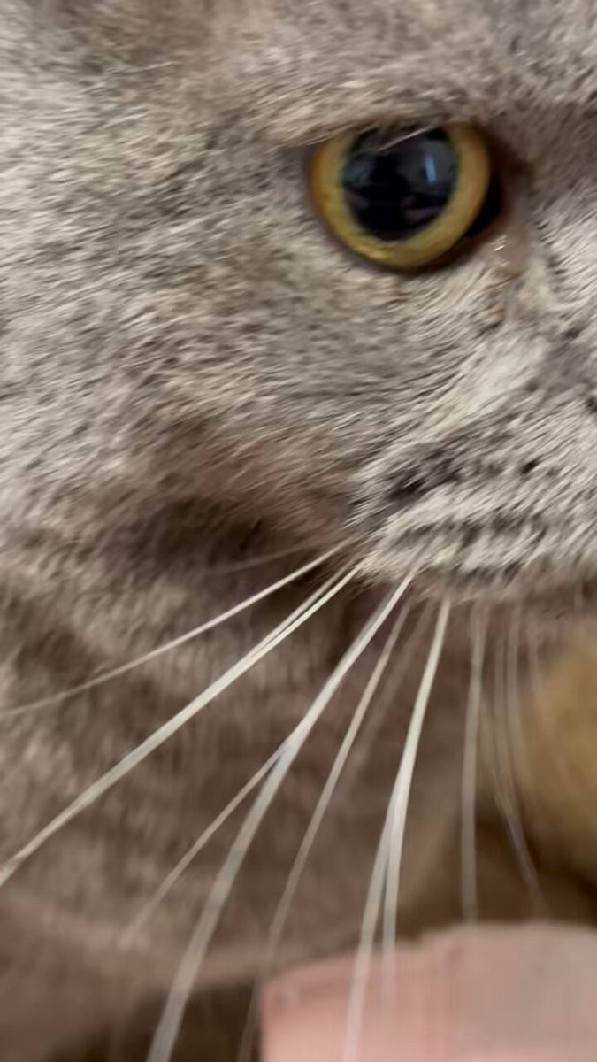 ねこ - Search / X