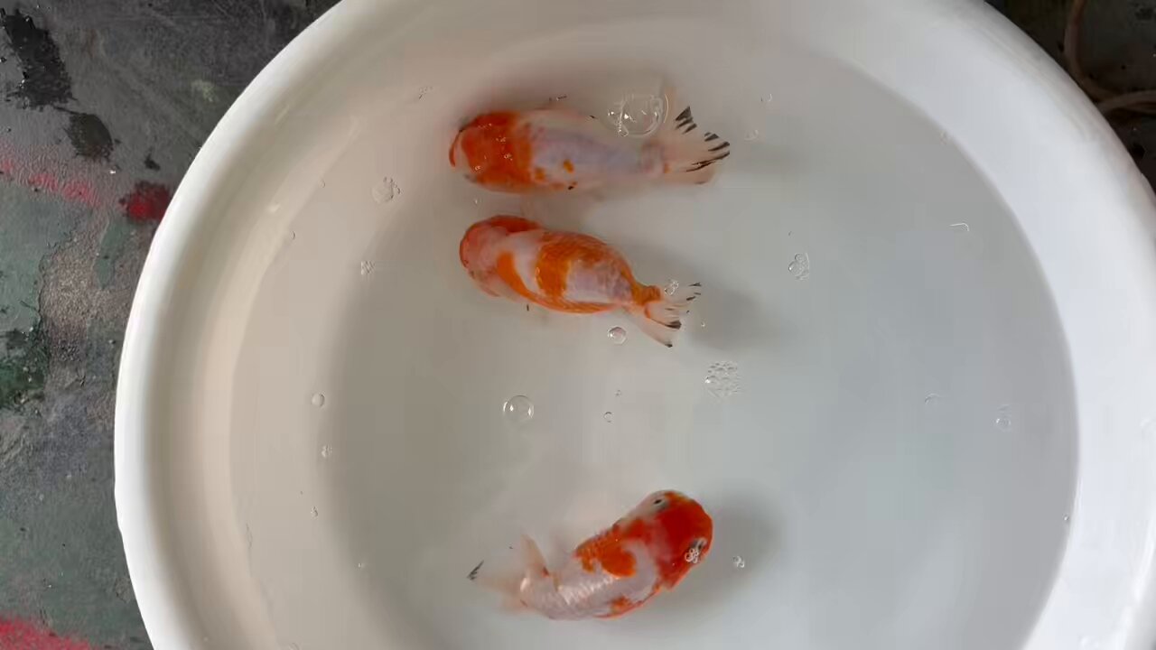 金魚の倉庫 on X: 
