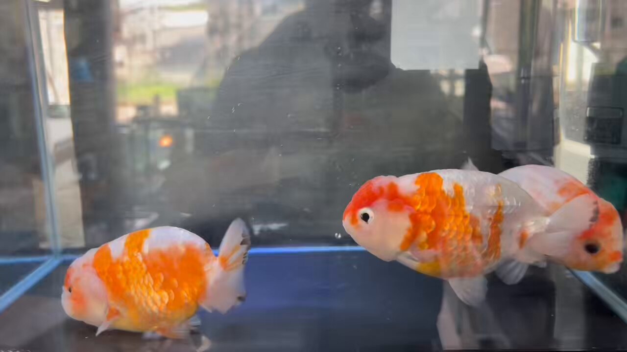 キアリ⭐︎No.1127、1126スイカ1110くらげ1112海1124金魚 金魚の倉庫 on X: 