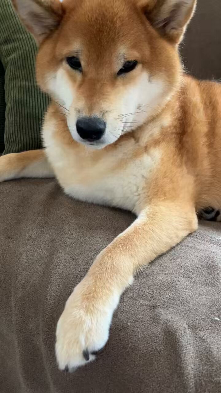 柴犬 様 あおさ泥棒さん 毎度毎度よう咥えてくるねぇ🫩🐾 #柴犬 #柴犬部