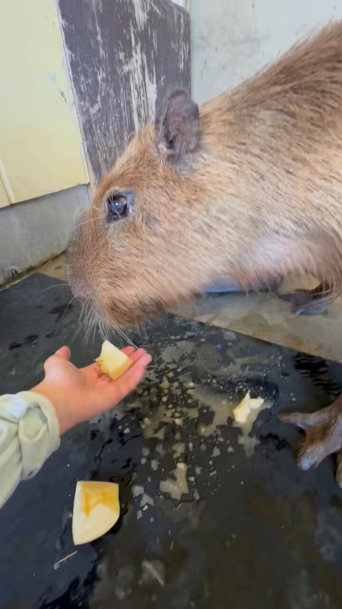 東京農業大学・動物生殖学研究室・動物園班 (@hanken_animal) / X