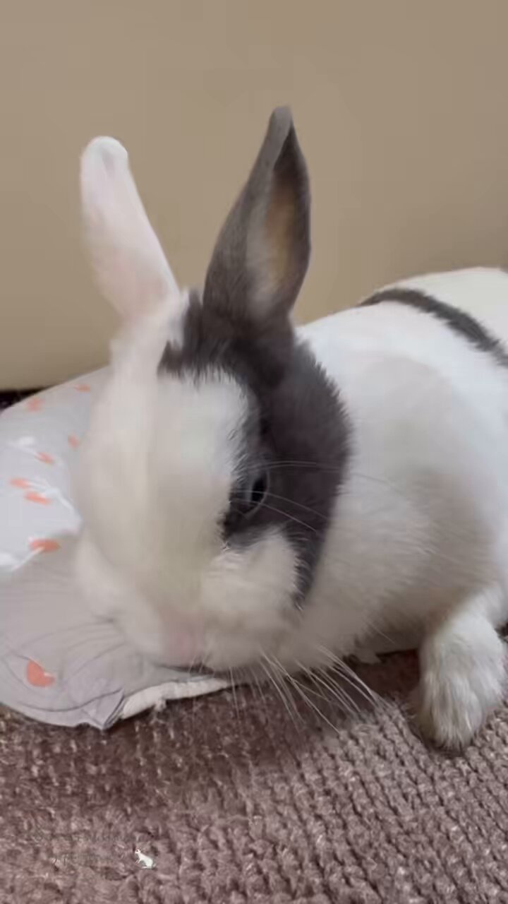 ジャニーズJr. - うさちゃんさま専用 メロメロなうさおじょ💘💘💘 (ᐡ ෆ ̫ ෆ ᐡ)♡♡♡ . . . #推し