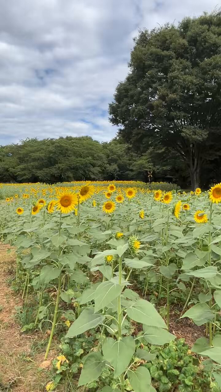 不器用過ぎるぶきっちょプロフ読んでねひまわりリース　福うさぎリース 夏咲き🌻ひまわりリースのブローチ - ちくわ 'S GALLERY | minne