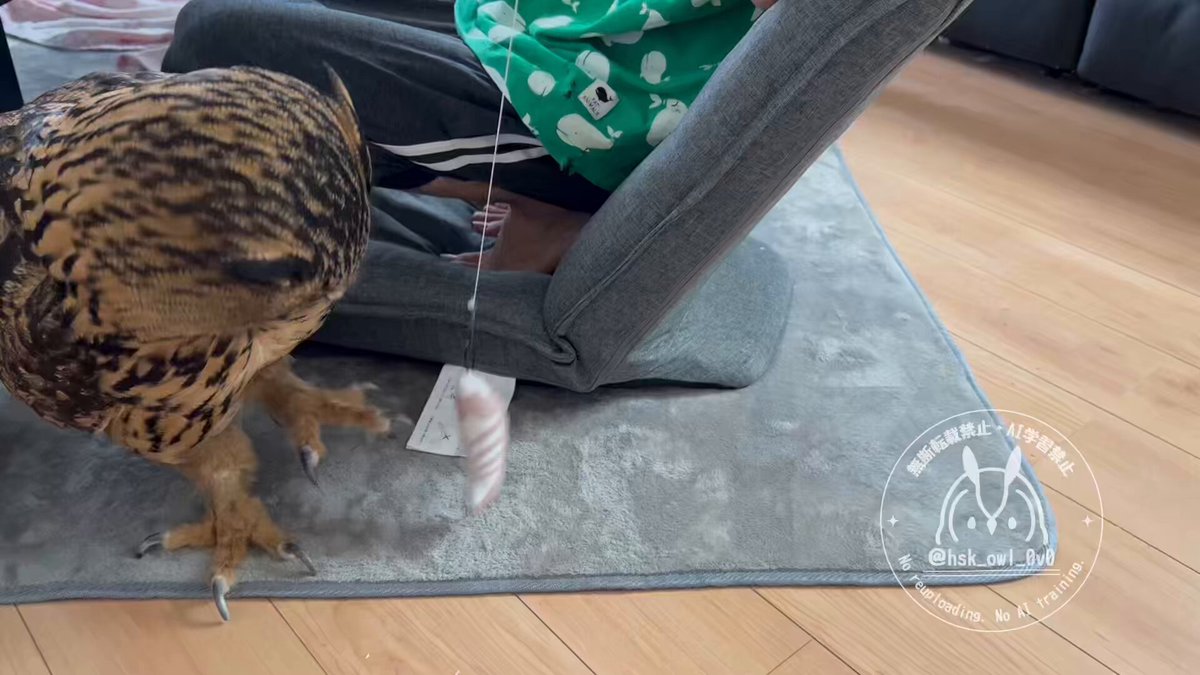 最終値下げ　エニッドコリンズ　owl &pussy cat 猫とフクロウ 最終値下げ エニッドコリンズ owl &pussy cat 猫とフクロウ