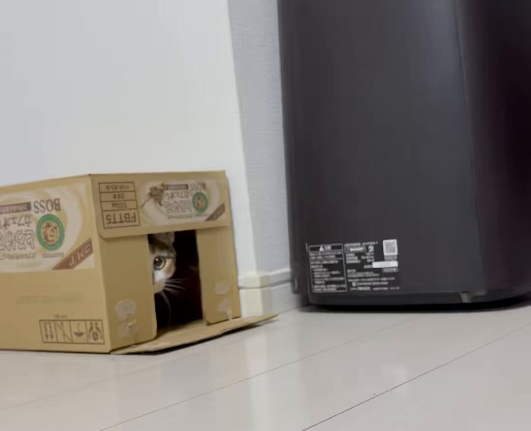 しばらくお休みします。三毛猫屋　専用 おねだり三毛猫｜WooBia公式オンラインショップ – WooBia