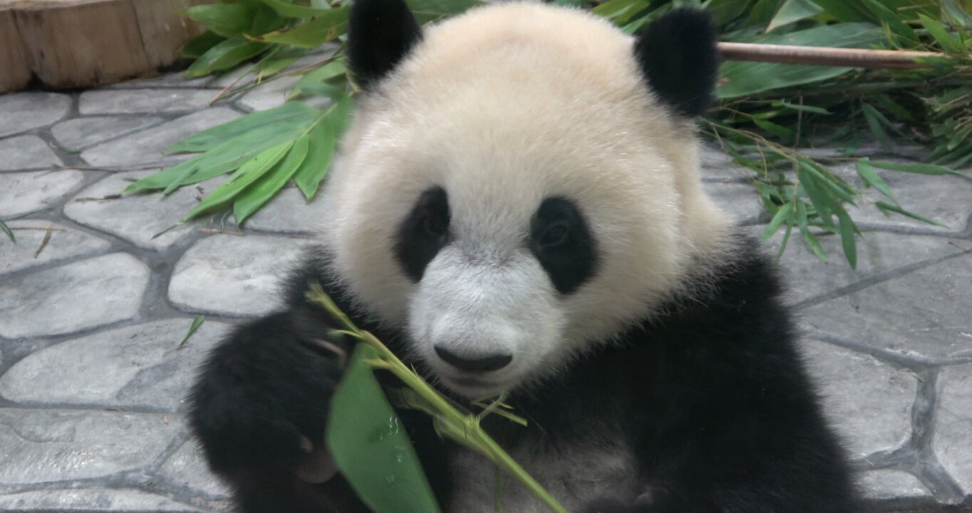 パンダ様 PANDA KENJI (@PANDA_KENJ1) / X
