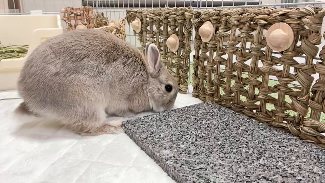 うさぎ 断捨離中 うさぎは夜中、何してる？｜多頭飼い｜放し飼い - YouTube