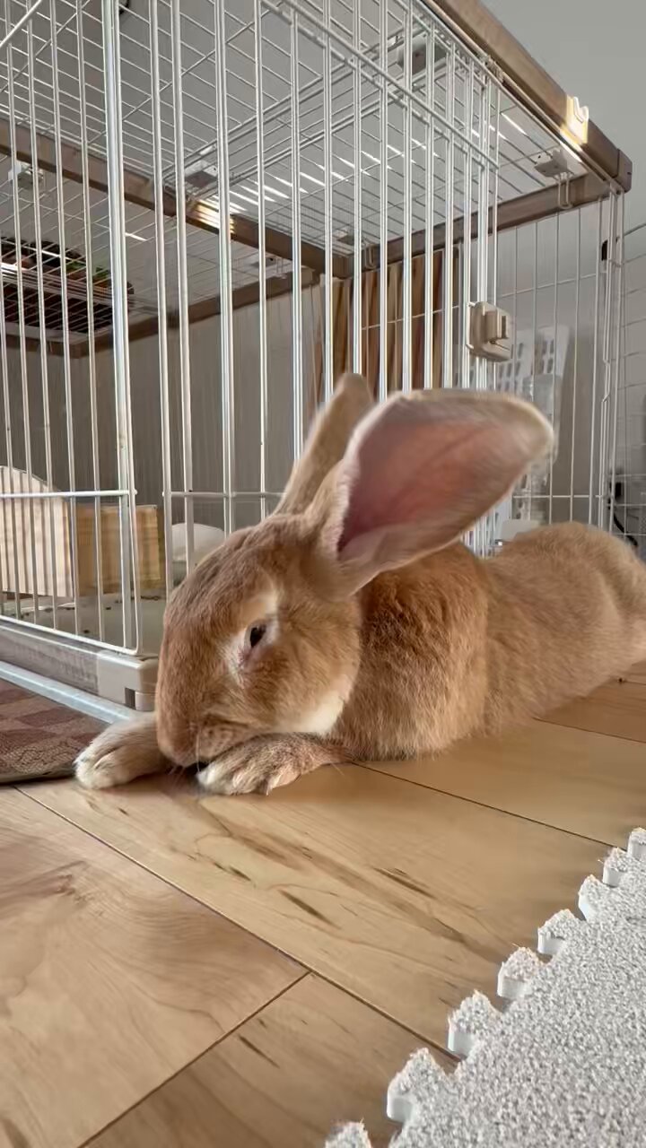 うさぎ好きマスター うさぎ好き - Search / X