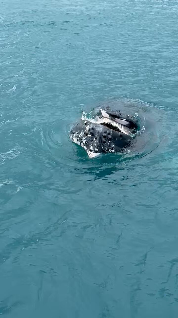 HumpBack - Search / X