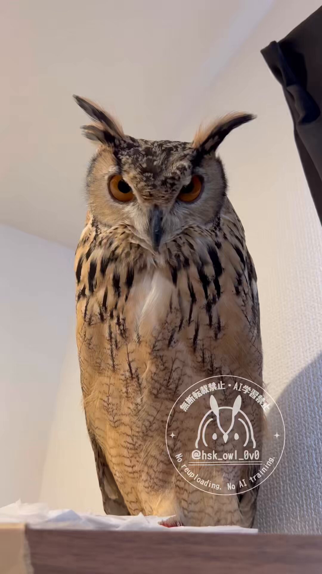 owl様 Owl(オウル）フクロウ/ARCHITECTMADE(アーキテクメイド)/木製