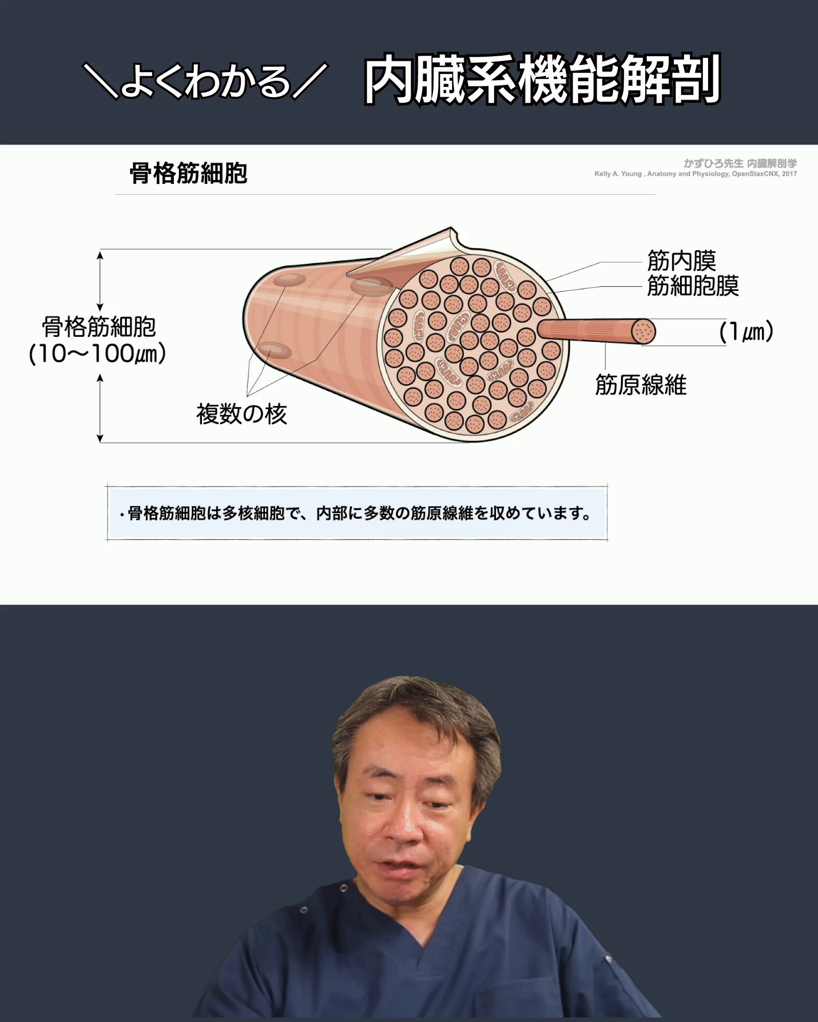 【未使用】解剖学 解剖学 - Search / X