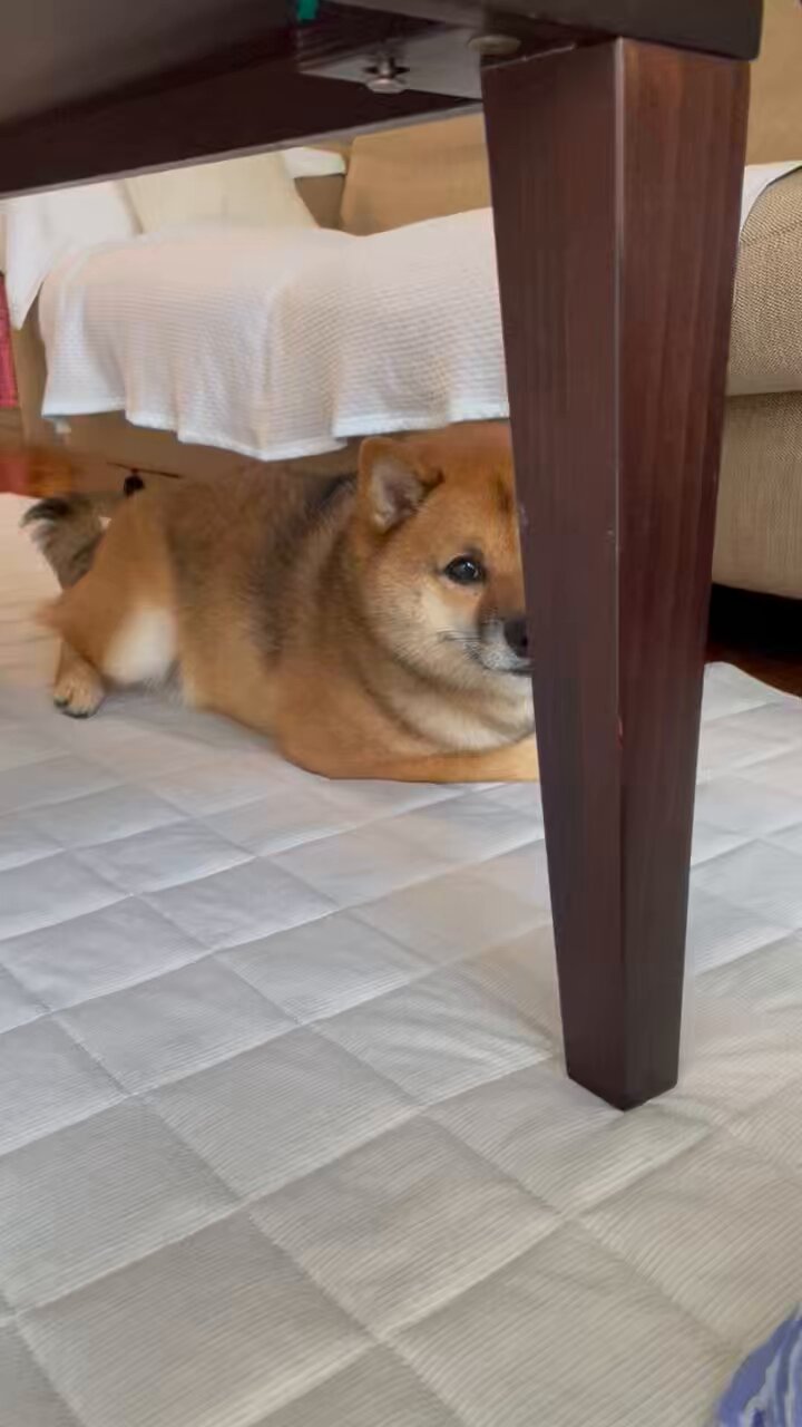 豆柴です☆ モッチーにビビッていた頃の豆千代くん🐾⁣ ⁣ 最近の豆千代くんは