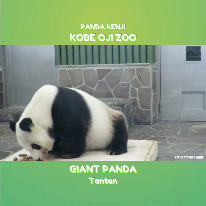 パンダ様 PANDA KENJI (@PANDA_KENJ1) / X