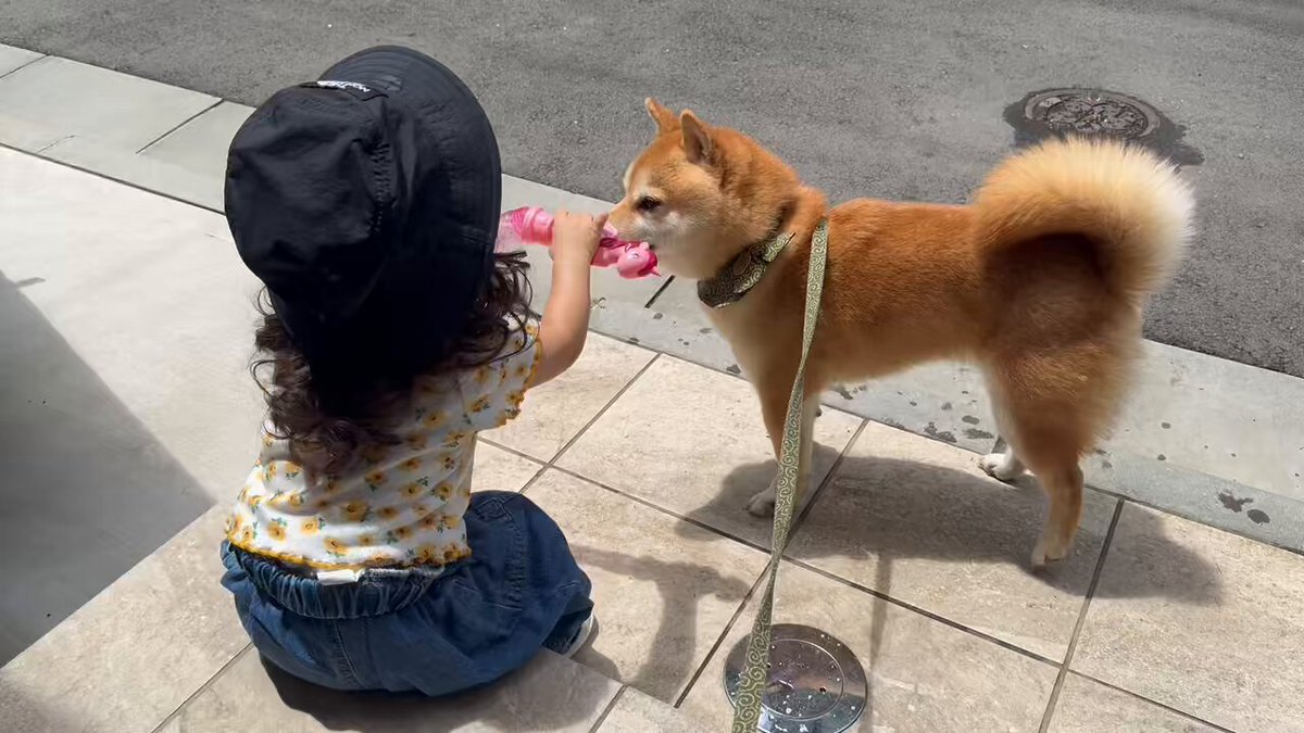 豆柴えだまめくん (@edamamekun_0728) / Posts / X