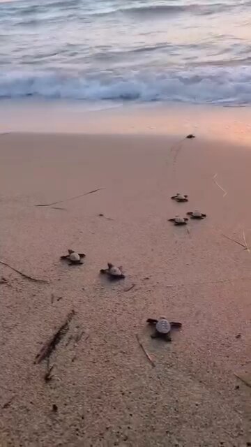 Caretta caretta yavruları denize ulaşıyor
