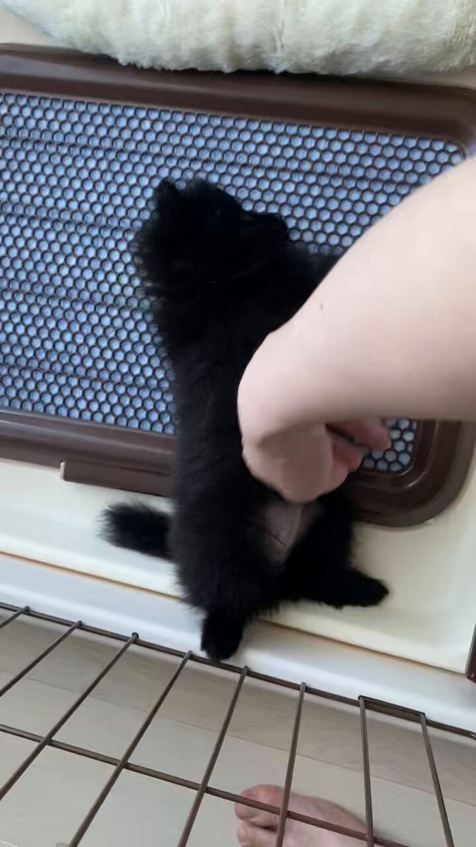 【ポメラニアン クロ】 黒ポメラニアンのぷーちゃん (@phoochannel) / Posts / X