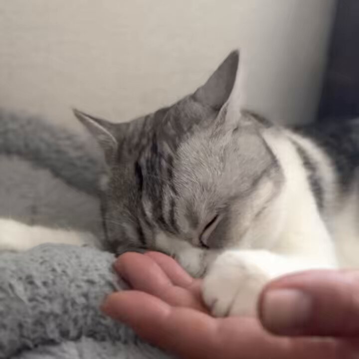 ねこ - Search / X