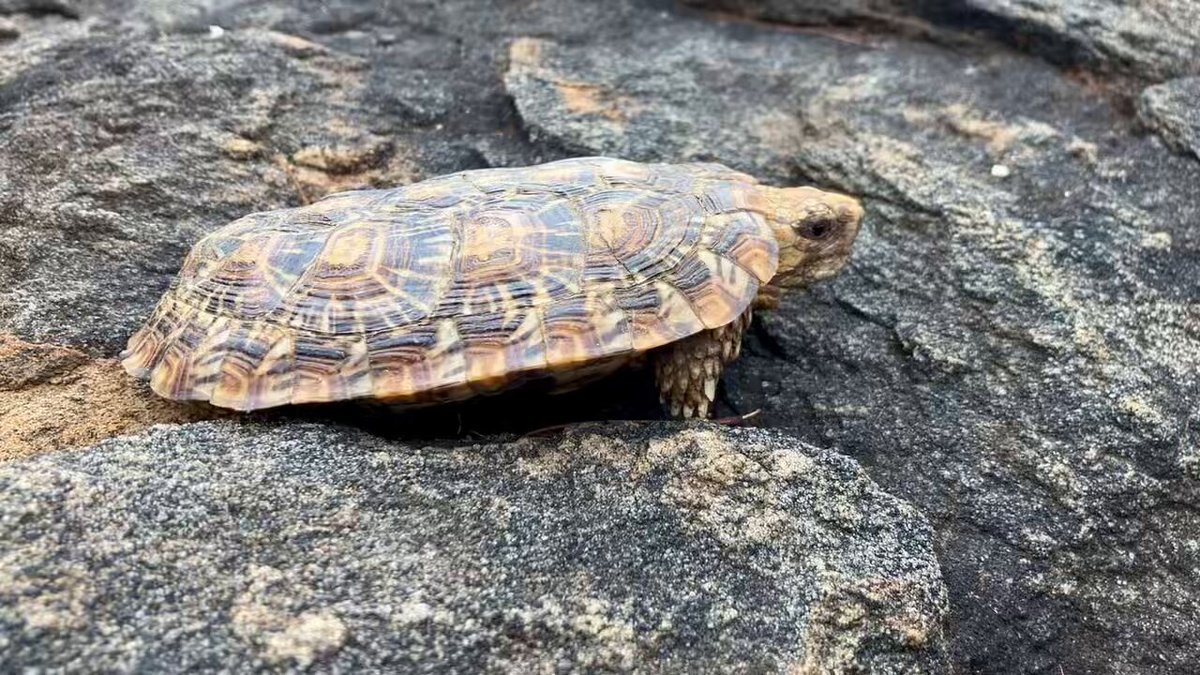 ﾍﾟｯﾄｼｮｯﾌﾟCOZY 【繁殖、販売、宣伝用】 (@COZY24475402) / X