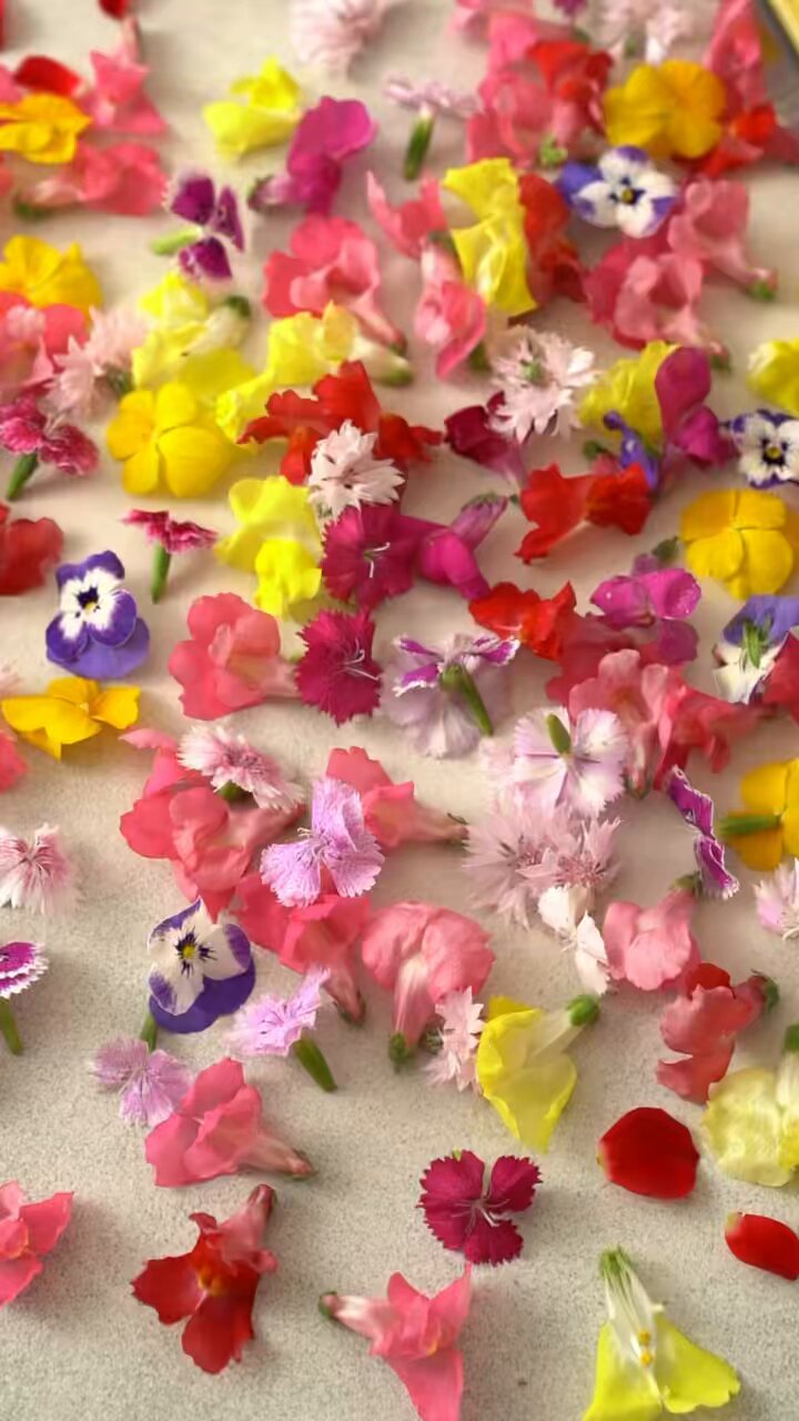 現代季節料理全集（春、夏、秋、冬、花） さ行 ｜ さつき盆栽春夏秋冬