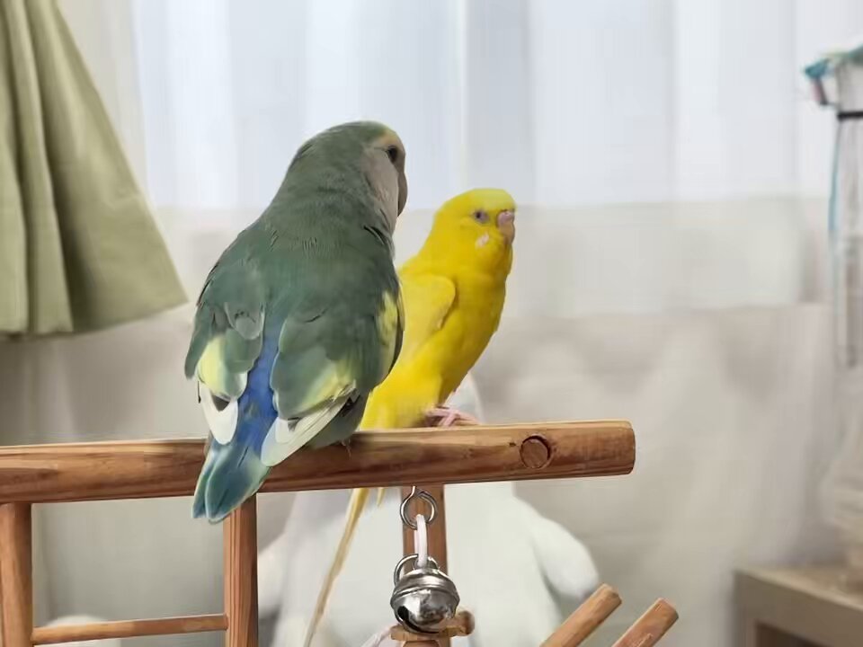 ◆インコ◆ こ桜いんこ*° on X: 