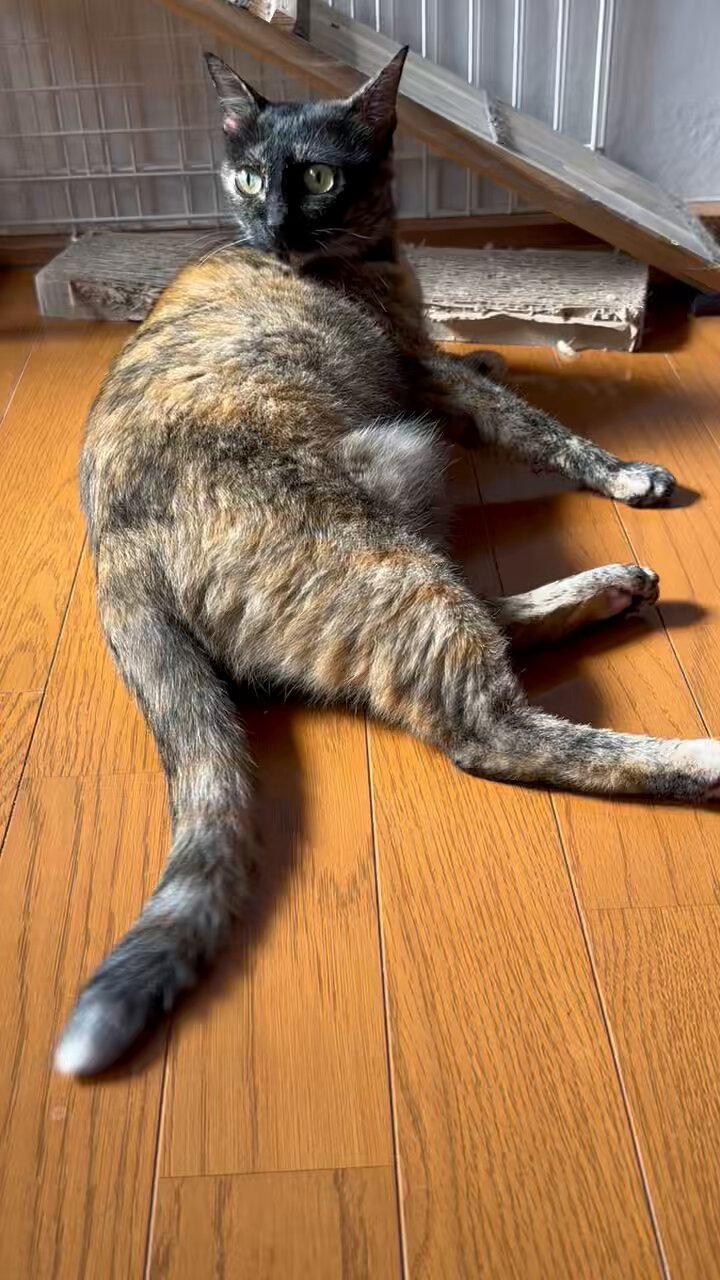 もるきち on X: 