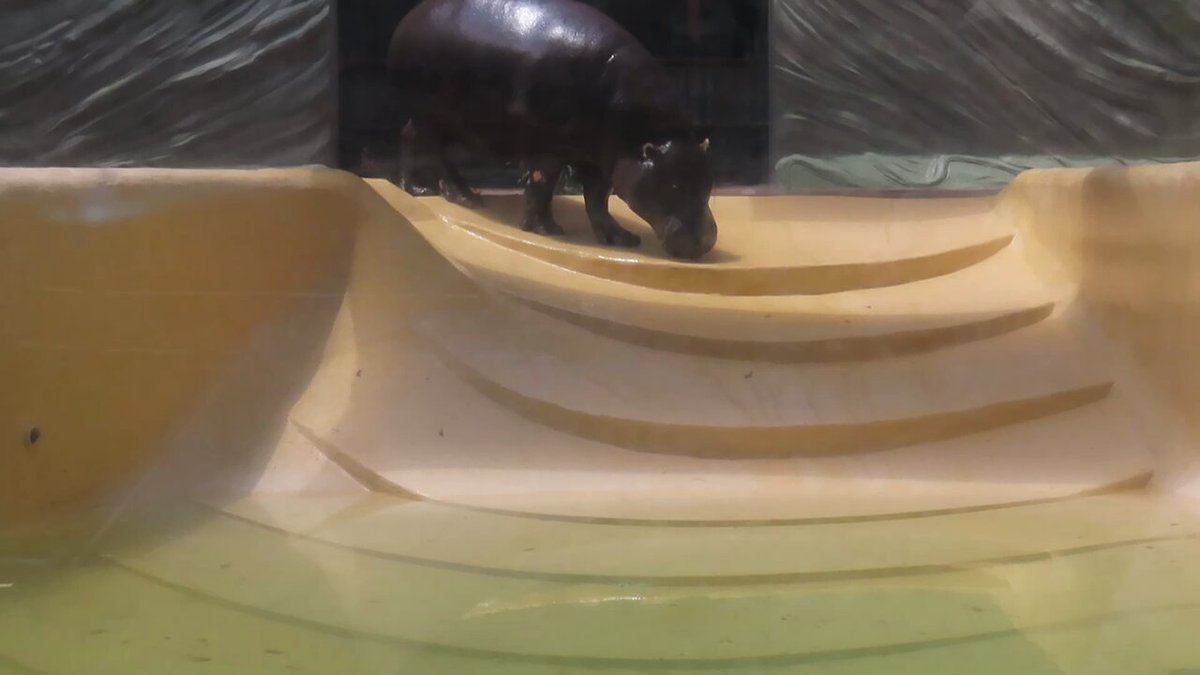 ほしこ様 扇子 紳士用 7.5寸 とんぼ柄 | 小田原 江嶋