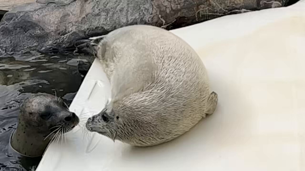 動物園シリーズ 確認用 アザラシ ∞`⊃)З₊⁎⁺˳✧༚ いらっしゃい！！ #男鹿水族館gao #こまち