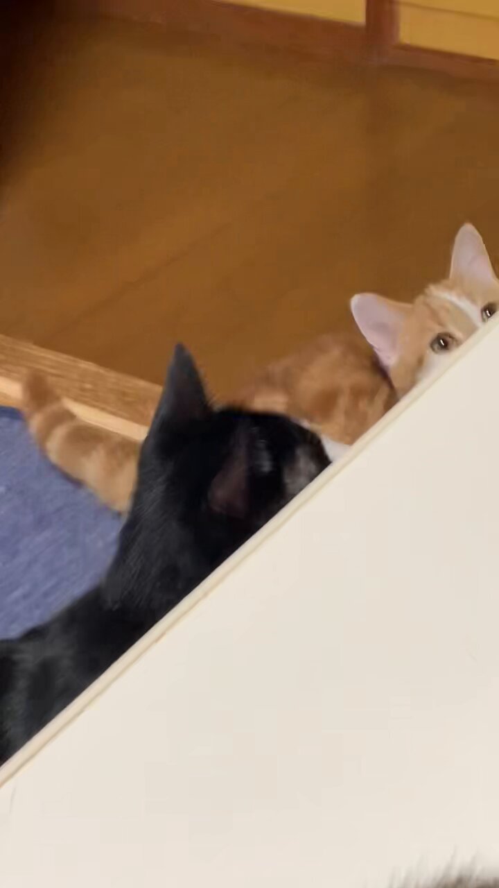 ねこママ on X: 