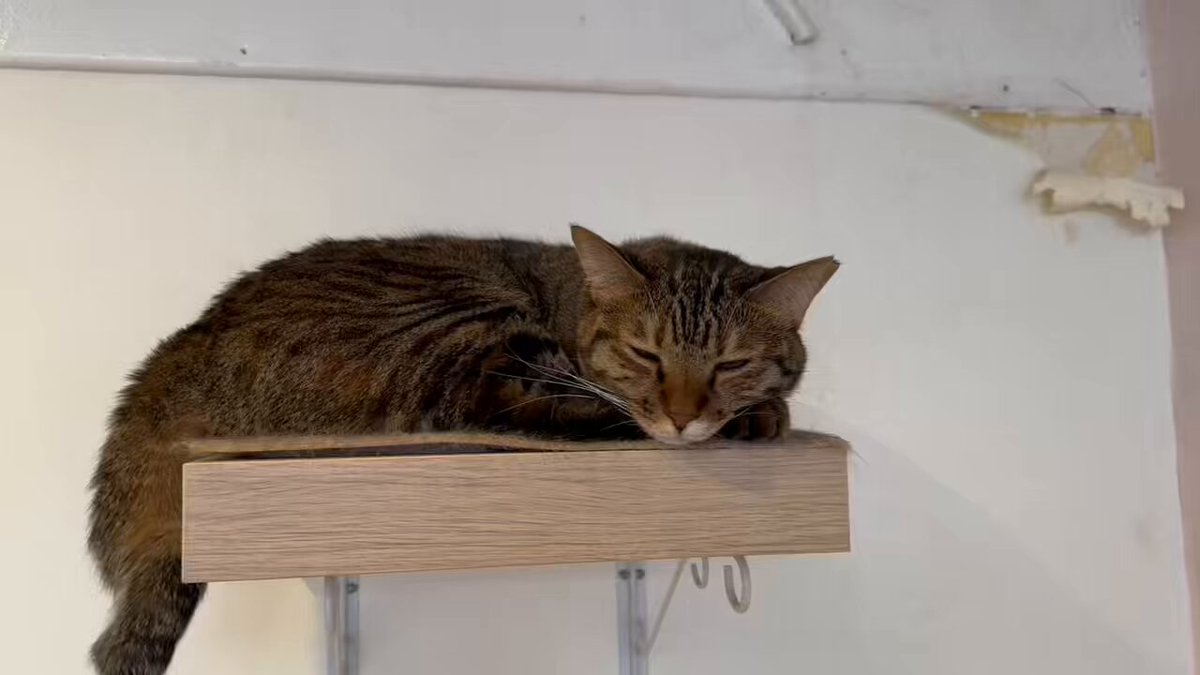 きらきらひかるさま♪専用⭐ねこらのすく♪ きらきらひかるさま♪専用⭐ねこらのすく♪