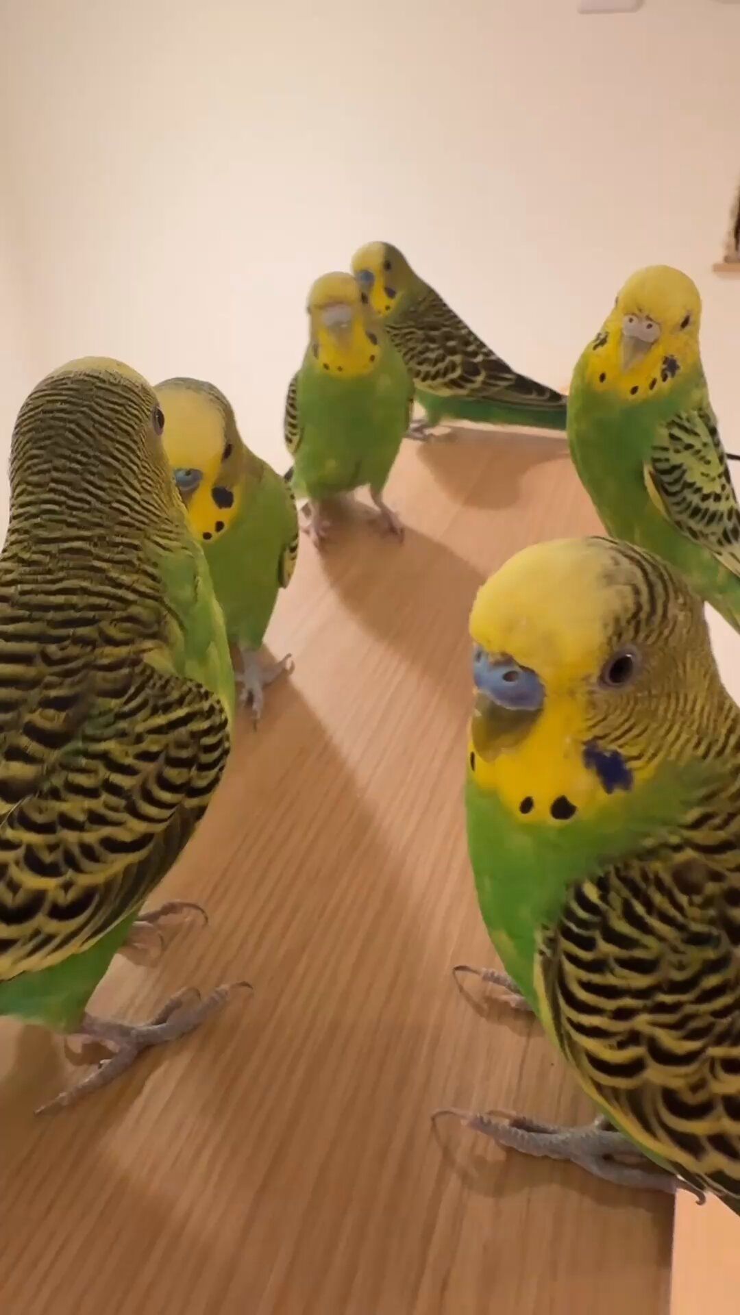 ◆インコ◆ みーちゃん on X: 