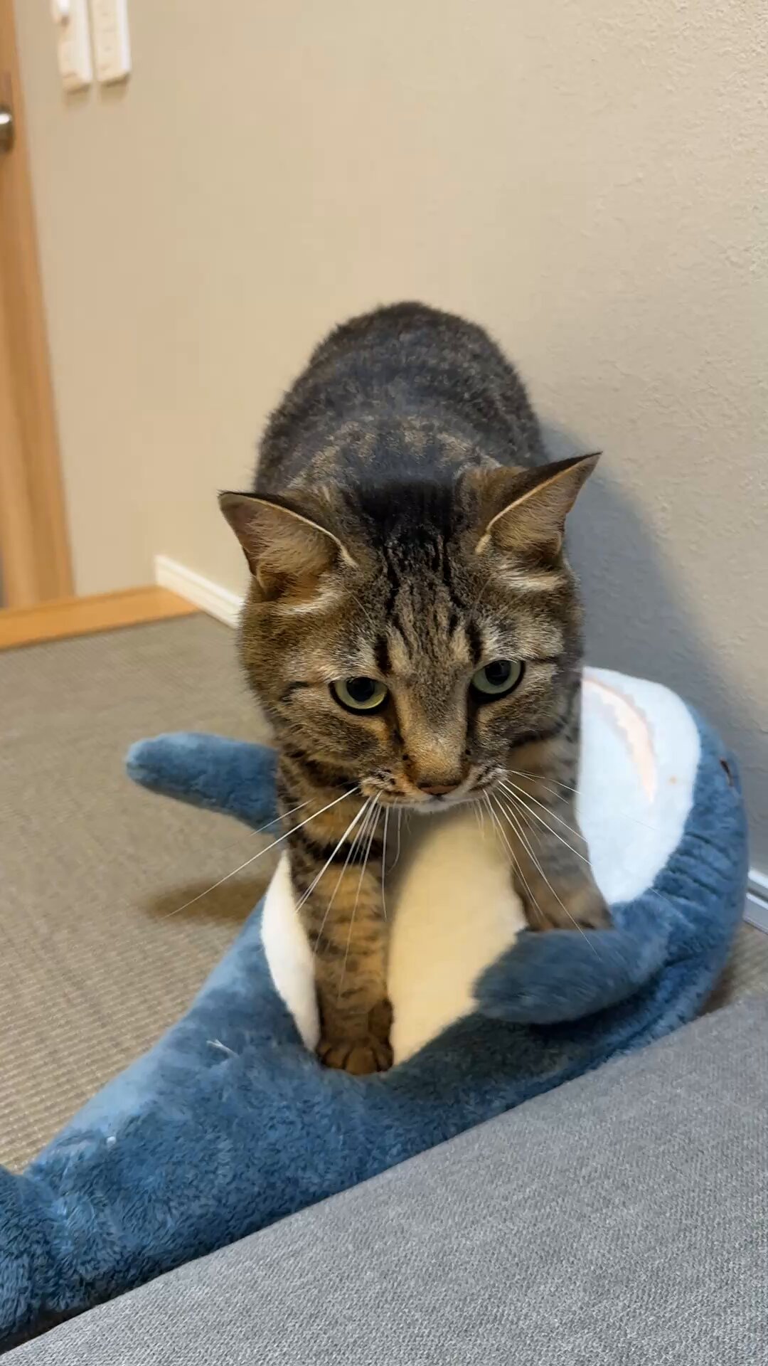 ねこねこ様ご確認用です(^-^) 楽天市場】BingoPaw 大型猫トイレ本体 上から入る フルカバー