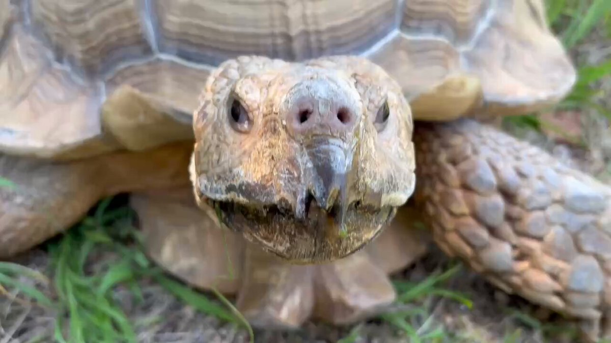 りくがめ 1200px-Testudo_graeca.jpg