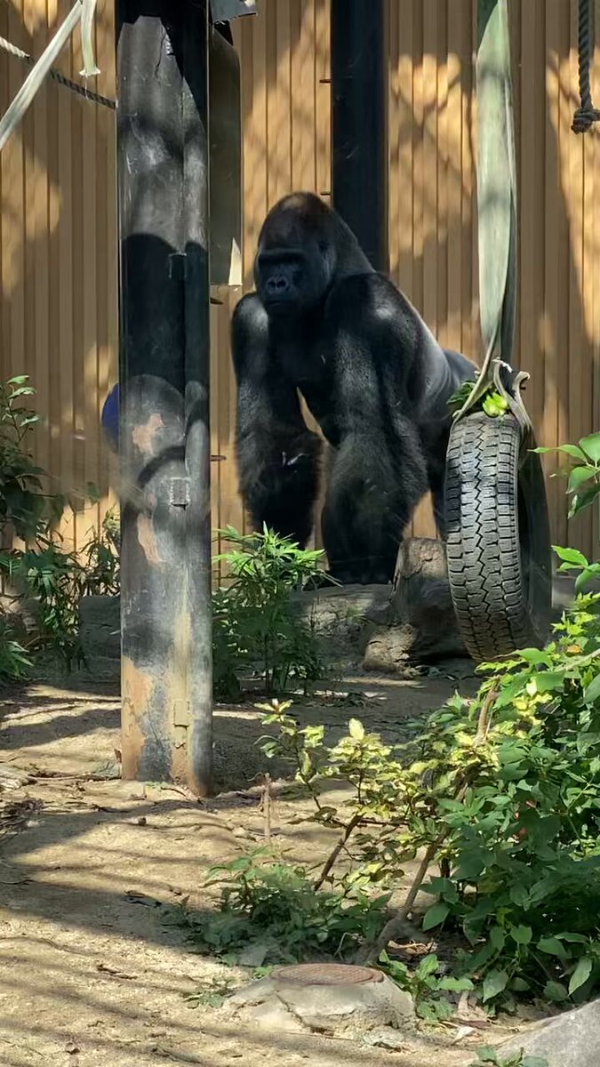 King &amp; Prince - 動物園飼育員 kin【YouTube飼育員の休日】 (@gol_den0214) • Instagram photos