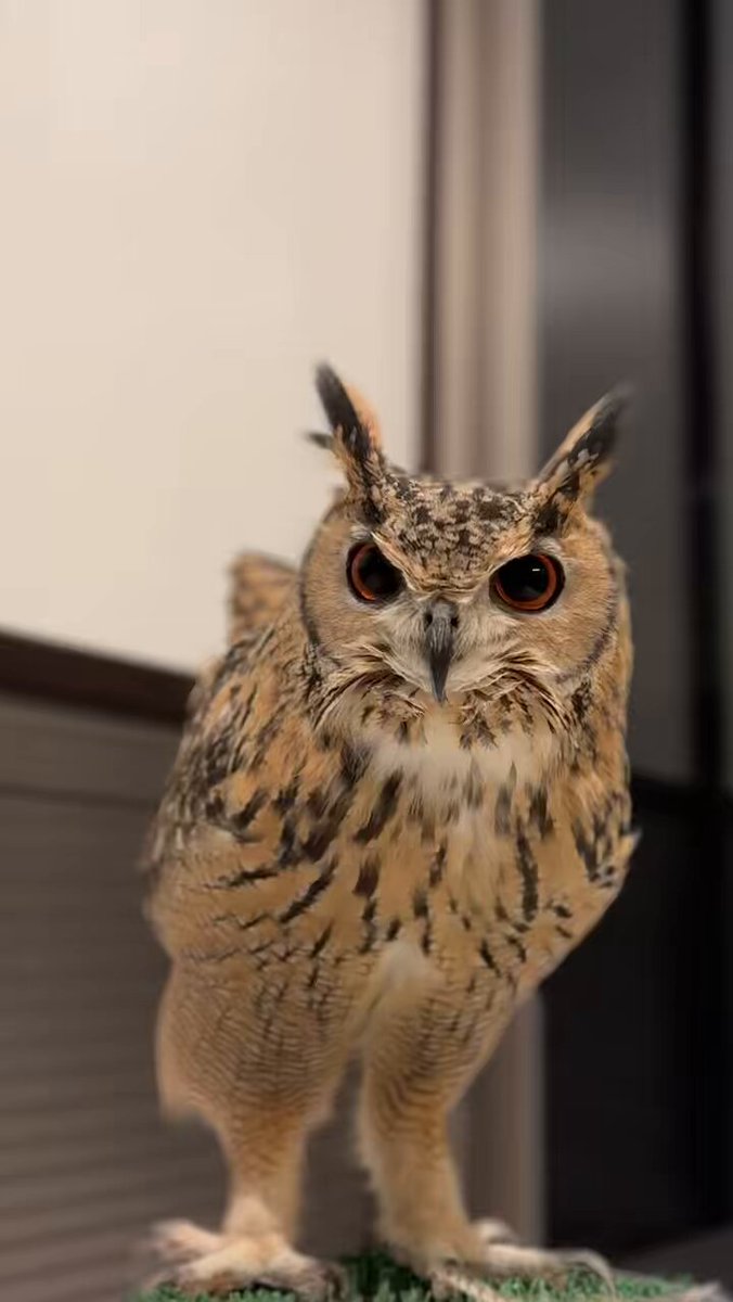 もふもふフクロウ ガルーさんの休日 61V24BsDIWL._UF1000,1000_QL80_.jpg