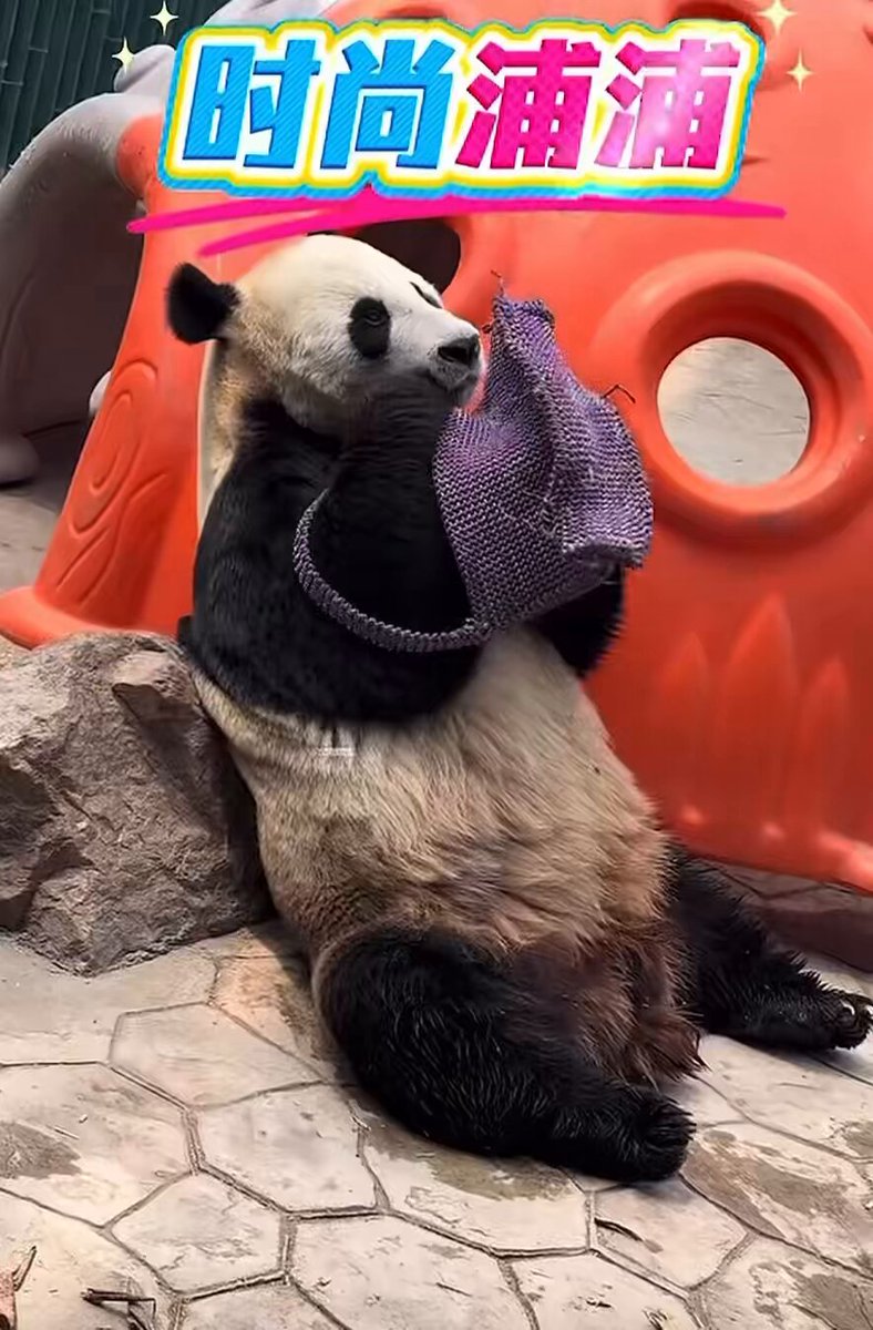 パンダ•*¨*•.¸♬︎ 6点リクエスト Panda【公式】 (@LuLuRin_) / X