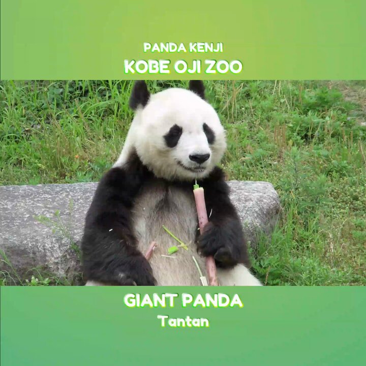PANDA KENJI (@PANDA_KENJ1) / X