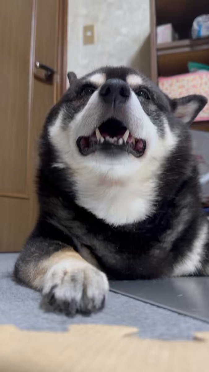 犬太郎 犬たちの状態 | 太田靖久, 金川晋吾 |本 | 通販 | Amazon