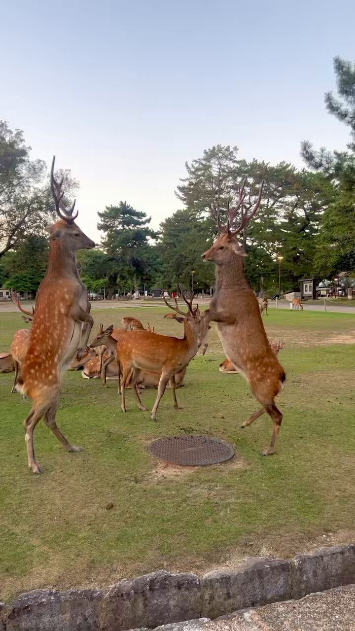 鹿達の日常 【nara deer channel】 on X: 