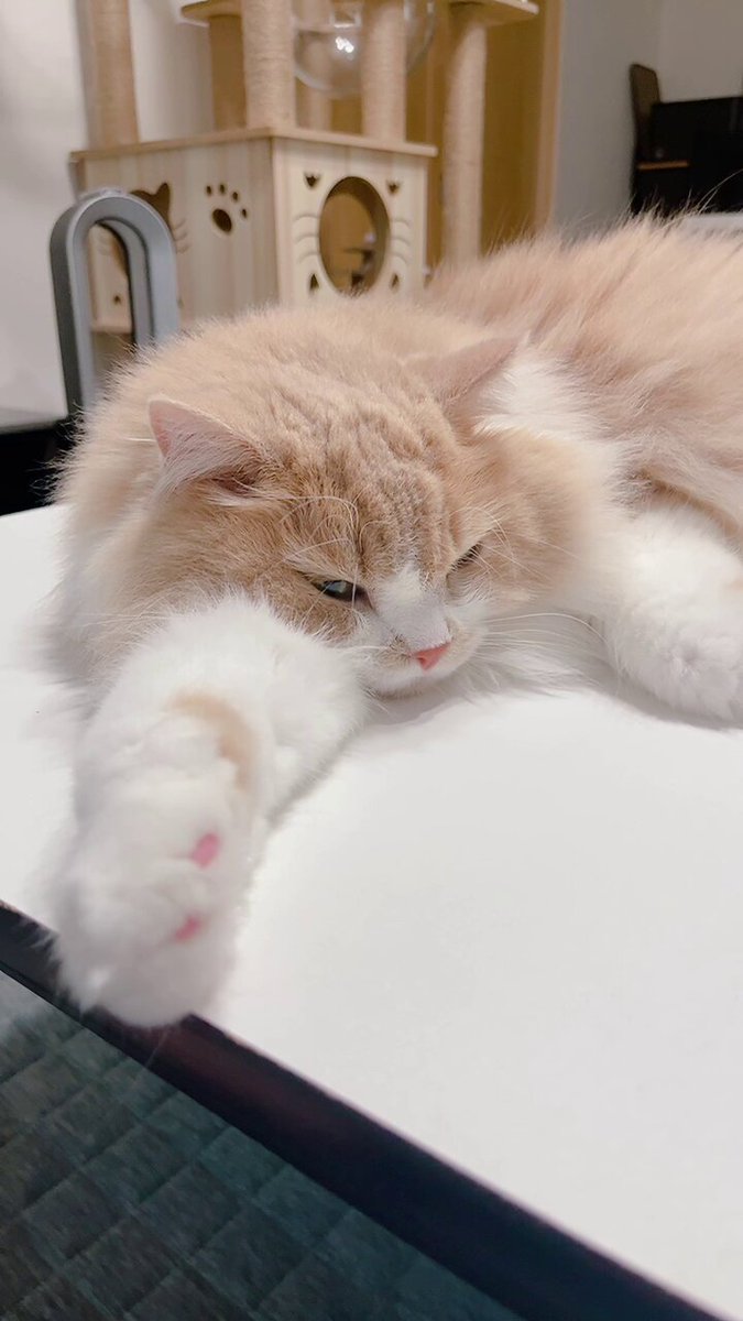 mog (@mogmogmog312) / X