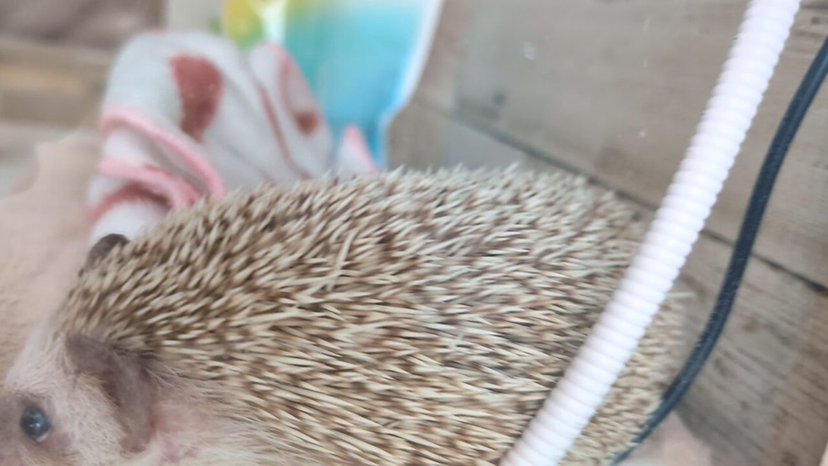 ハリネズミページ Amazon.co.jp: Sanko [三晃商会]デグー・シマリス・ハリネズミ等