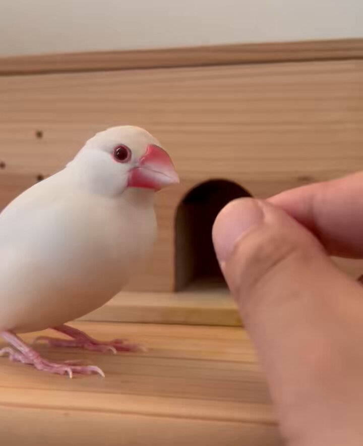 白文鳥のコッコ on X: 