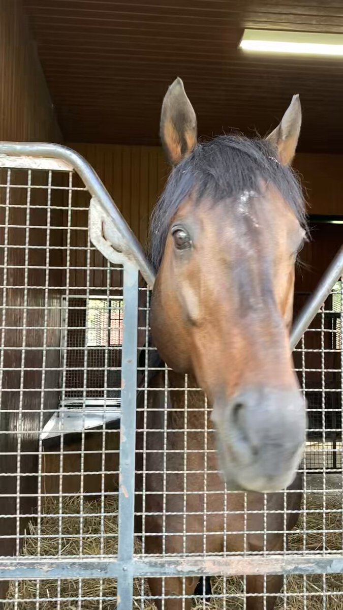 日刊スポーツ競馬ページ　2023年1〜8月　46枚 日刊スポーツ競馬ページ 2023年1〜8月 46枚 美術品