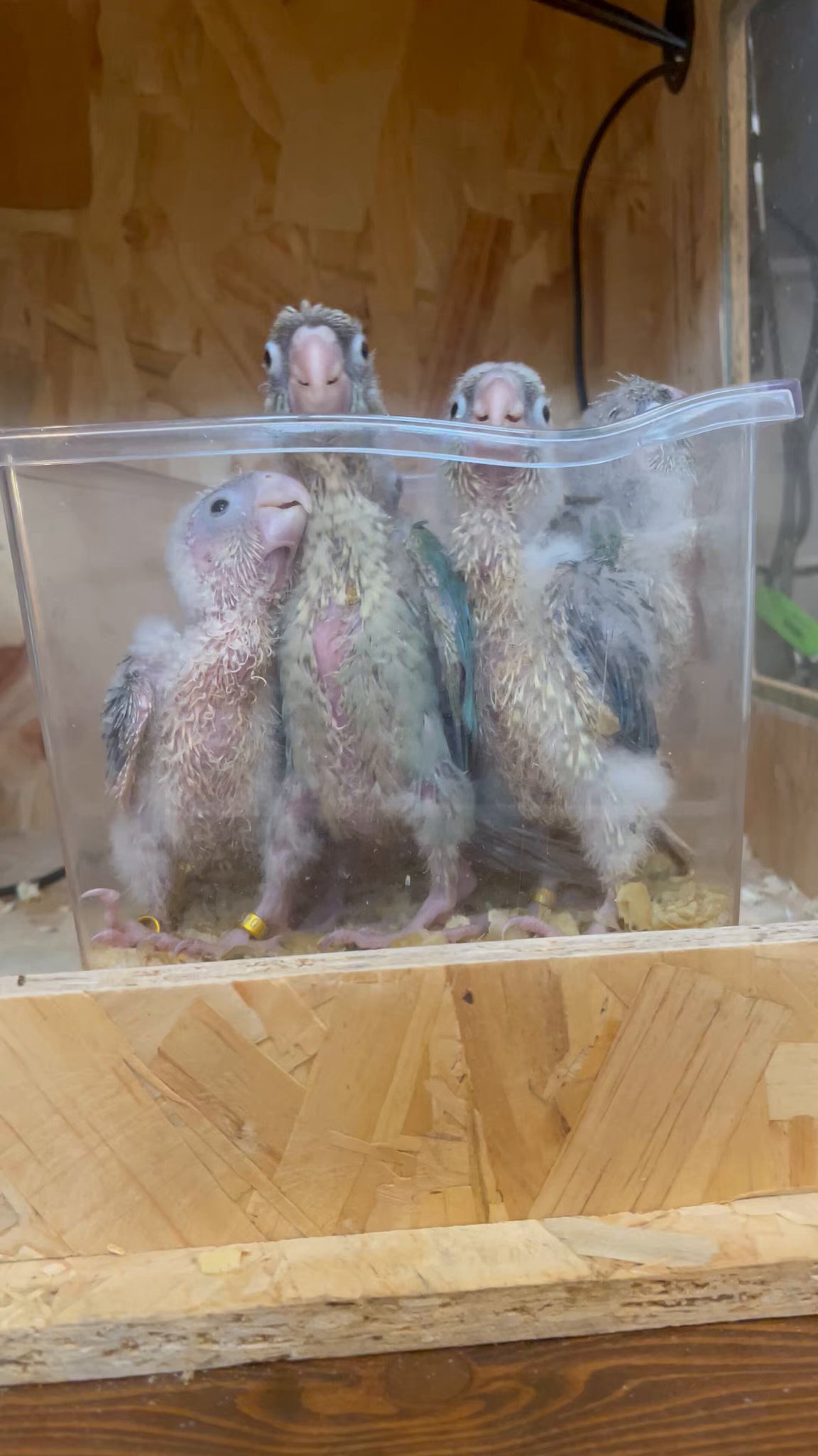 すてぱん様オーダーページ 猫 ウロコインコ てつおさん家 on X: