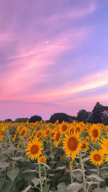 座間のひまわり #花のある風景 ＼ 神奈川県座間市は、里山や河畔風景が
